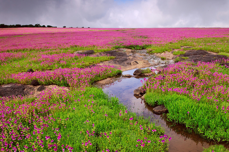 Kaas Plateau